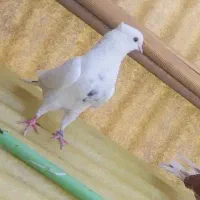 کبوتر