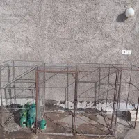 جائ کبوتر