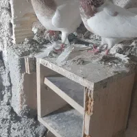 کبوتر کله دار