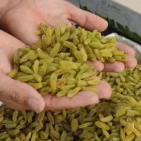 کشمش سبز قلمی ۳۸۰/۰۰۰   درجه یک / درجه دو/ درجه سه