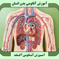 دوره طب سنتی و کایروپراکتیک با اف ۵۰ ٪مدرک معتبر