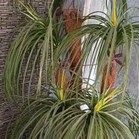 درختچه خارجی نخل مصنوعی