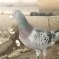 کبوتر|پرنده|پلدختر, |دیوار