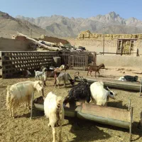 بزوبره|حیوانات مزرعه|خضر آباد, |دیوار