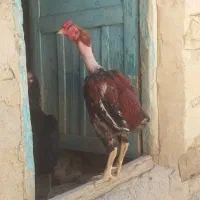 خروس و جوجه لاری