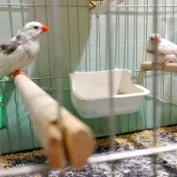 یک جفت فنچ