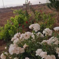 300متر-زمین-باغ-و-باغچه-50متری-چسب-بافت