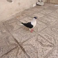 کبوتر