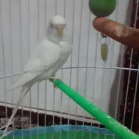 سه عدد مرغ عشق  سر حال