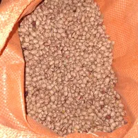 لوبیا چیتی