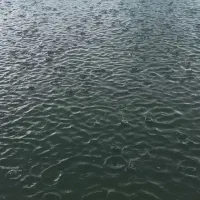 اجاره باغ ۷۰۰م استخر روباز