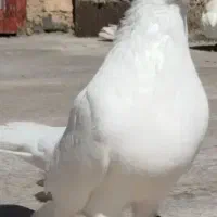 کبوتر سفید کلایی چشم زرد سوقدیم