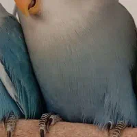 طوطی برزیلی گمشده