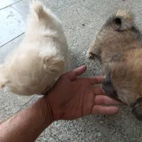 توله پامرخرسی ماده