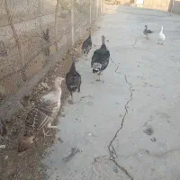 بوقلمون نر و ماده