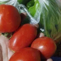 گوجه فرنگی برای رب وفلفل دلمه