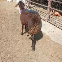 شیشک افشاری جنس قوچ خورده