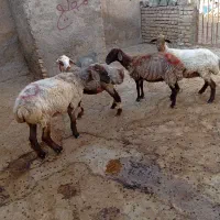 چهار راس میش کله گر شیشک