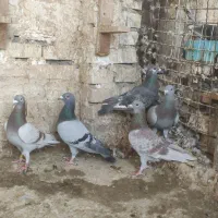 پلاکی ورنگی