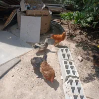 اردک
