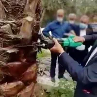 اره درخت گرازی(اقساط ابزارملت کرمان)هرس درخت خرما