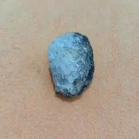فسیل صدف