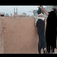 سگ گله|سگ|یزد, |دیوار