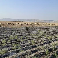 سلام فروش گله درجه یک