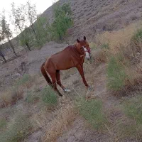اسب 4ساله