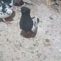 کفتر|پرنده|مشهد, چهنو|دیوار