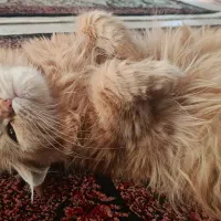گربه|گربه|ارومیه, |دیوار