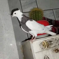 کبوتر