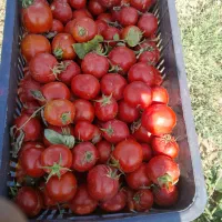 گوجه ربی