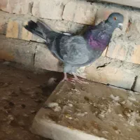 کفتر|پرنده|شازند, |دیوار