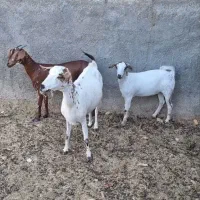 ۳ عدد بز صلاله