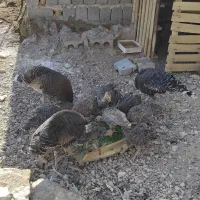 بوقلمون 3عددبزرگ و17عددجوجه