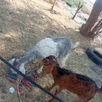 بز آبستن با یک کهره نر  فروشی
