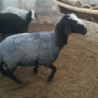 قوچ شال