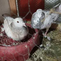 کفتر سار جفت گاه