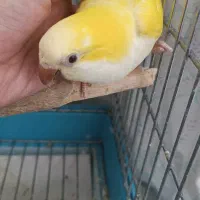 پرنده طوطی راهب زرد