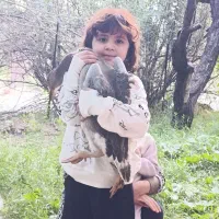 فروش مرغ و غاز