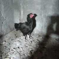 کورچ