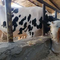 گوساله  گاو