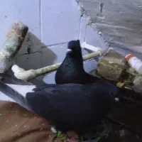 جفت دم سفید