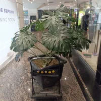 گل طبیعی برگ انجیری بزرگ
