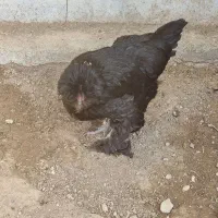 مرغ سلطان