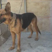 ماده سگ ژرمن