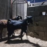 کهره نر