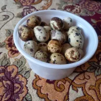 ۶۰ عدد تخم بلدرچین