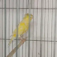 قناری ماده سوپری کشیده بلند خوش استایل